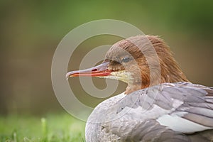 Common goosander (merganser)