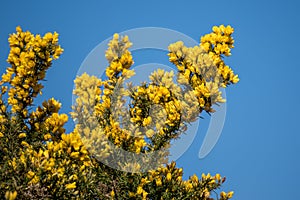 Common Gorse bursting into flower in springtime