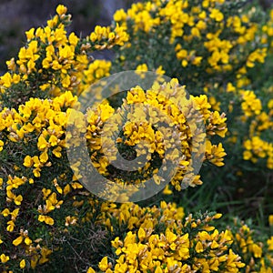 Common Gorse (Ulex europaeus)