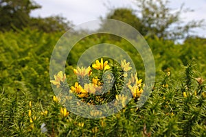 Common gorse Ulex europaeus in Bodmin Moor, United Kingdom