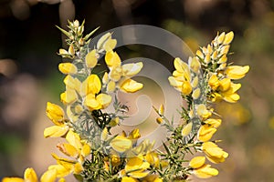 Common gorse ulex europaeus flowers