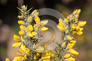 Common gorse ulex europaeus flowers