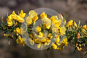 Common gorse ulex europaeus flowers