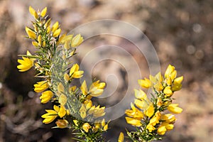 Common gorse ulex europaeus flowers