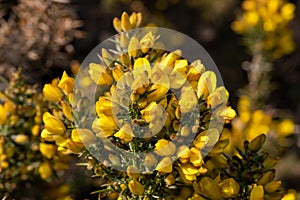 Common gorse ulex europaeus flowers