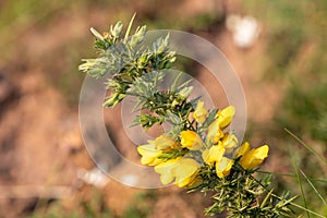 Common gorse ulex europaeus flowers