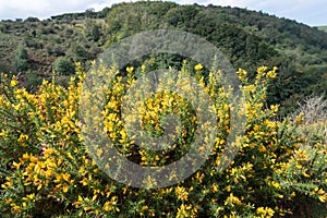 Common gorse (ulex europaeus) flowers