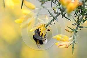 Common gorse Ulex europaeus, yellow flowers and bumblebee