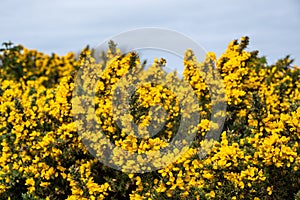 Common gorse, ulex europaeus, yellow flowers, Freshwater, Isle of Wight, Hampshire