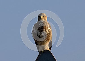 Jastrab obyčajný Accipiter gentilis odpočíva