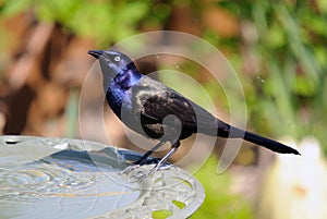 Common Grackle