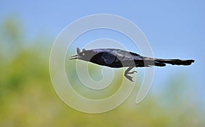 Common grackle