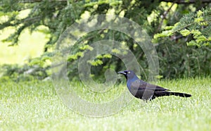 Common Grackle in the grass