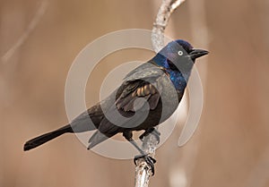 Common Grackle