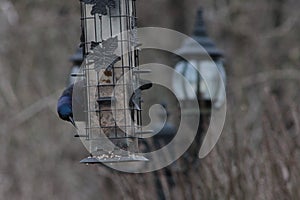 Common Grackle on Bird Feeder