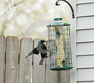 Common Grackle at bird feeder