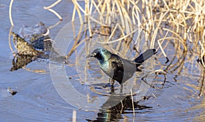 Common Grackle bird perched in shallow lake