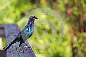 Common Grackle bird on railing