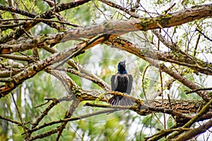Common Grackle Bird Singing in the Trees