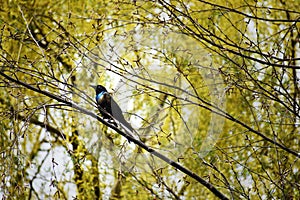 Common Grackle Bird Sitting in the Willow Trees