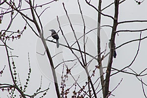 Common Grackle Standing on a Tree Branch on a Cloudy Day