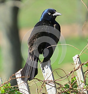 Common Grackle (Blackbird)