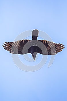 Common Grackle In Flight High Above