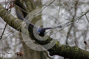 Common Grackle Flying at the Camera