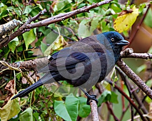 Common Grackle Image and Photo