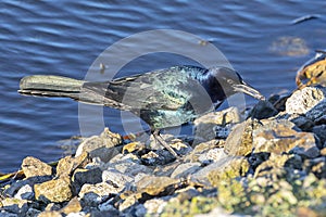 Common Grackle With Insect In Its Beak