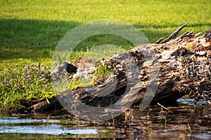 Common grackle looking at camera with an angry stare as it forages along the shoreline of the Chippewa Flowage