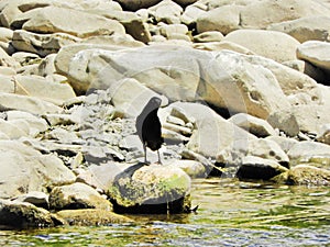 Common Grackle looking into creek for minnows