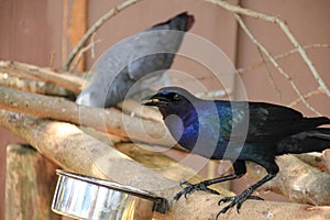 A Common Grackle in a park in Florida