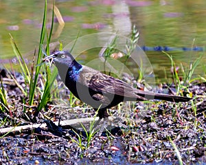 Common Grackle Photo and Image. Close up side view in a pond and scavenging food in its environment and habitat surrounding and