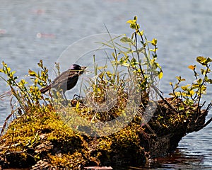 Common Grackle Photo and Image. Close up side view in a pond and scavenging food in its environment and insect in its beak with