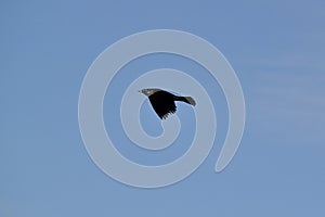 Common grackle (Quiscalus quiscula) in flight against blue sky at park