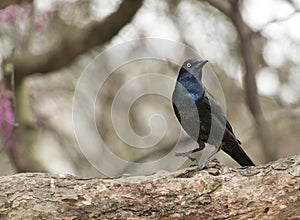 Common grackle Quiscalus quiscula photo