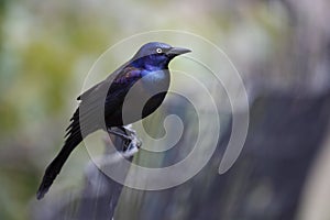 Common Grackle (Quiscalus quiscula stonei)