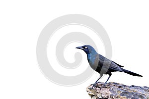 The common grackle (Quiscalus quiscula