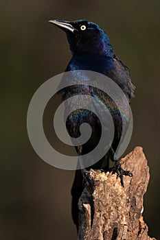 Common Grackle