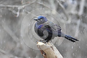 Common Grackle In Snow