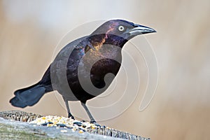 Common Grackle photo