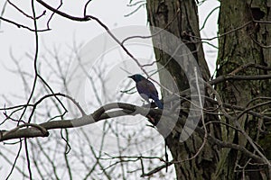 Common Grackle Standing on a Tree Branch