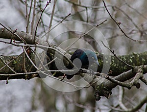 Common Grackle Standing on Tree Branch in the Woods