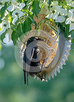 common grackle on a suet feeder