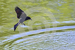 Common Grackle Trying To Catch In Minnow In A Lake, Pond