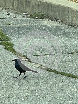 Common Grackles,Glossy, Birds, Blue