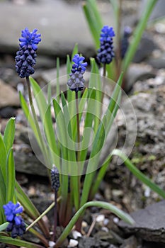 Common grape hyacint Muscari neglectum, purple flowering plants photo