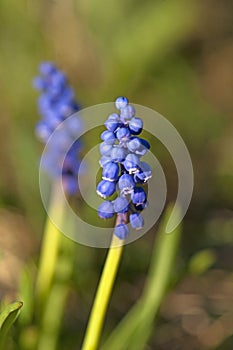 Common grape hyacinth