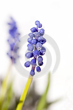 Common grape hyacinth